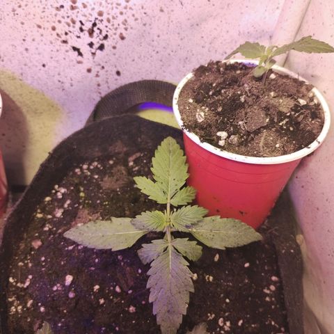 critical bsf growlog photo: looking good después del transplante 
