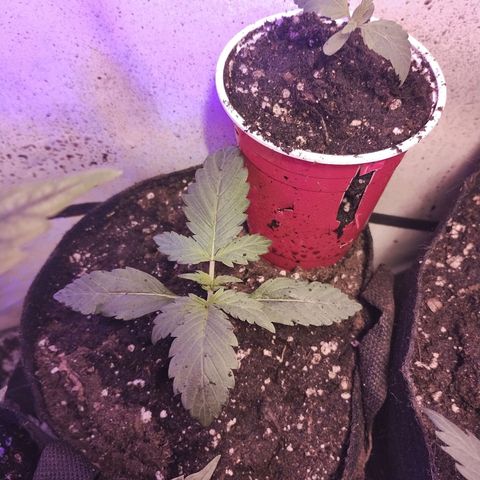 critical bsf growlog photo: looking good después del transplante 