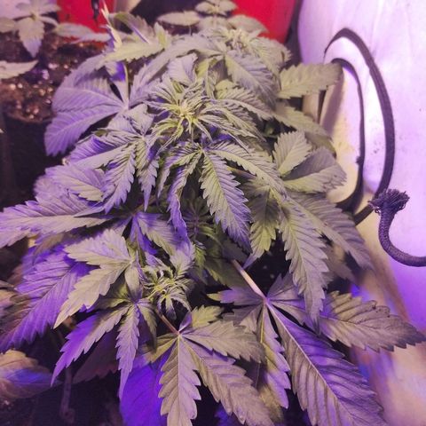 AutoBlueberry growlog photo: una está monstruosa, otra no