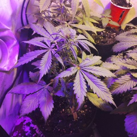 AutoBlueberry growlog photo: una está monstruosa, otra no