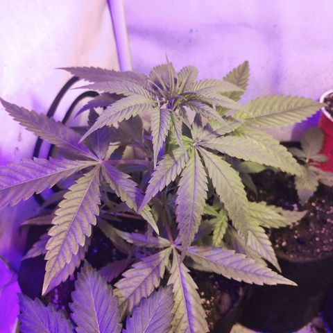 veneno  growlog photo: looking wack