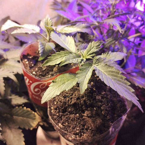 cripi growlog photo