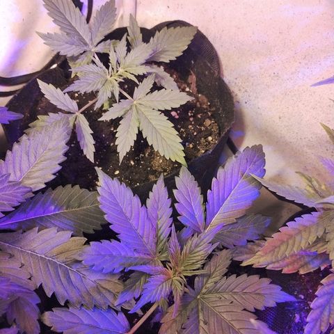 critical bsf growlog timeline photo