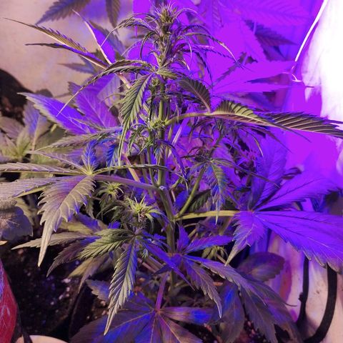 AutoBlueberry growlog timeline photo