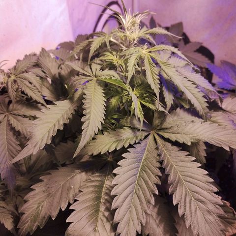 AutoBlueberry growlog timeline photo