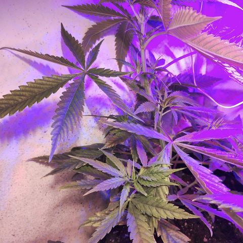 veneno  growlog timeline photo