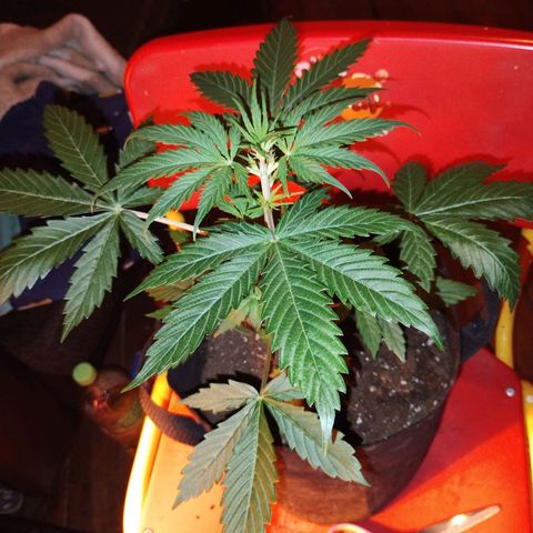 critical bsf growlog timeline photo
