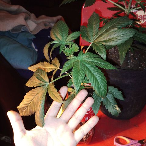 cripi growlog photo: le hice un corte a una planta para ver si sale doble tallo