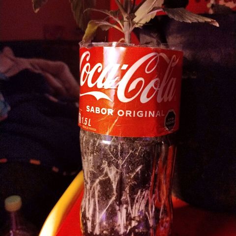 cripi growlog timeline photo