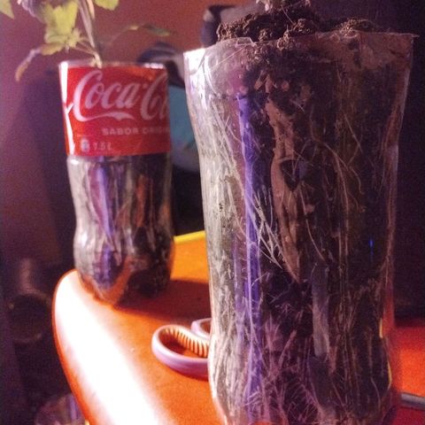 cripi growlog timeline photo