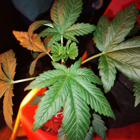 cripi growlog photo: le hice un corte a una planta para ver si sale doble tallo