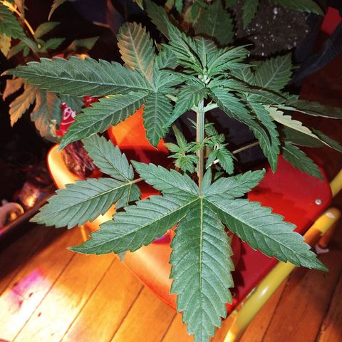 cripi growlog timeline photo