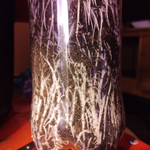 cripi growlog timeline photo