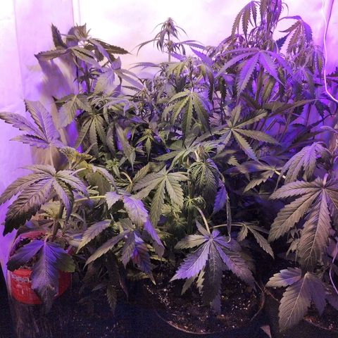 cripi growlog timeline photo