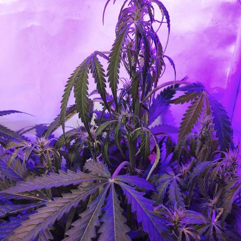 AutoBlueberry growlog timeline photo