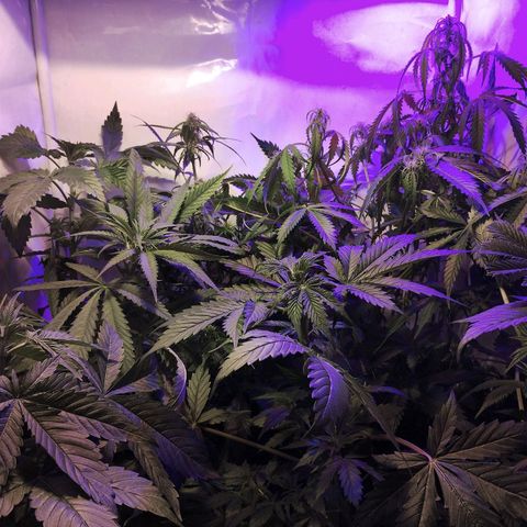 cripi growlog timeline photo