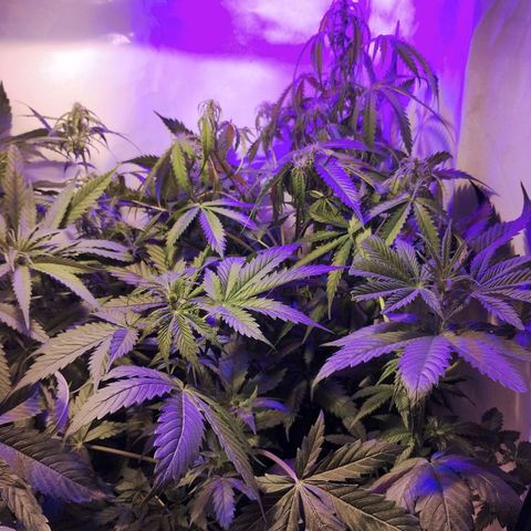 cripi growlog timeline photo
