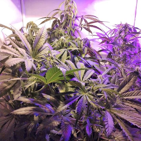 cripi growlog timeline photo