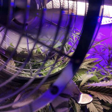 cripi growlog timeline photo