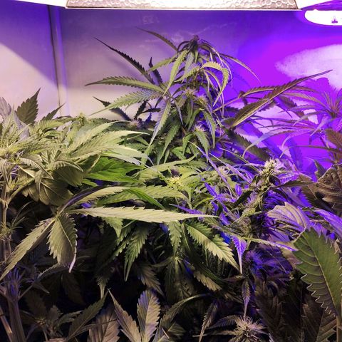 cripi growlog timeline photo
