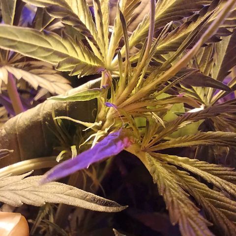 critical bsf growlog photo: comienzan a salir pistilos