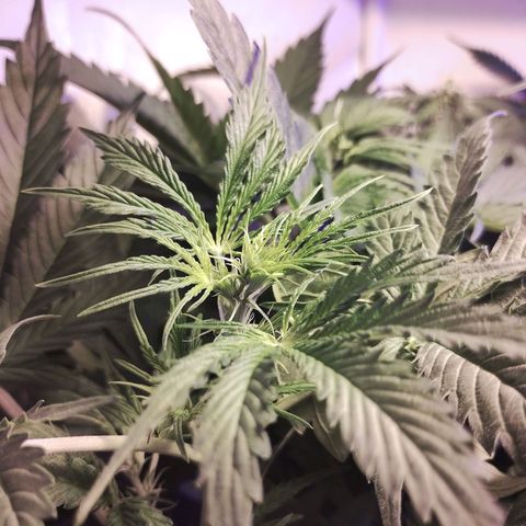 critical bsf growlog photo: comienzan a salir pistilos