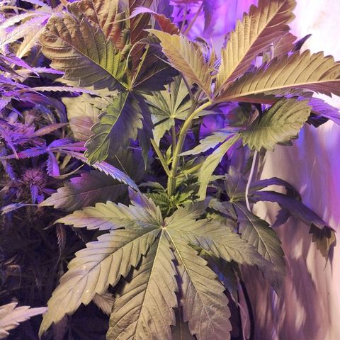 cripi growlog photo: botella de coca