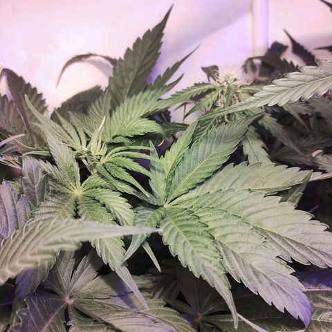 cripi growlog photo: cripi