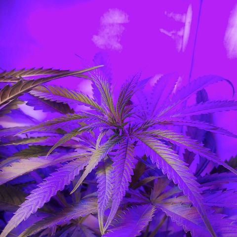 veneno  growlog photo: sigue vegetando