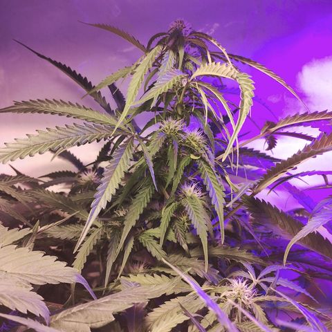 AutoBlueberry growlog photo: creció mucho, al punto en que supera la altura de la luz, tiene como 16 brazos con cogollos
