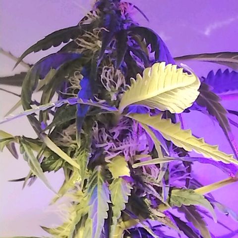 AutoBlueberry growlog timeline photo
