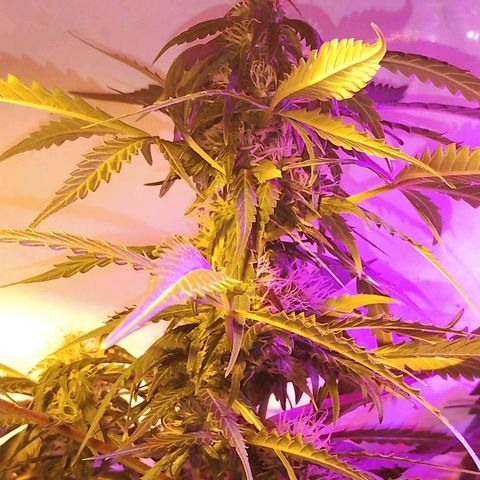 AutoBlueberry growlog timeline photo