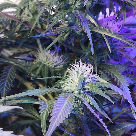AutoBlueberry growlog photo: sweet