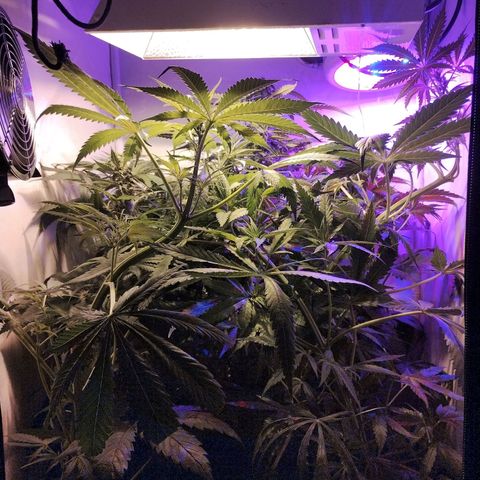 cripi growlog timeline photo