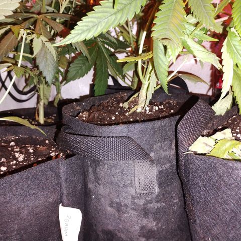 cripi growlog timeline photo