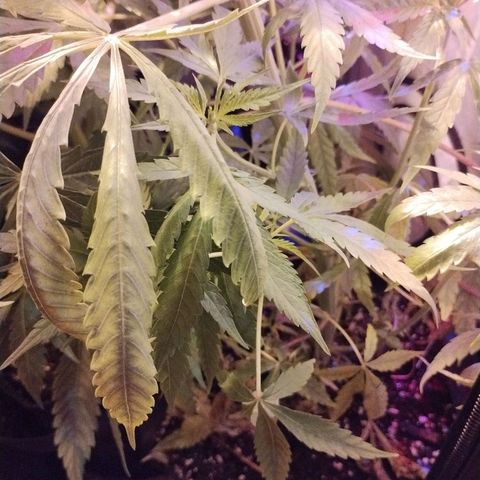 veneno  growlog photo: no luce bien