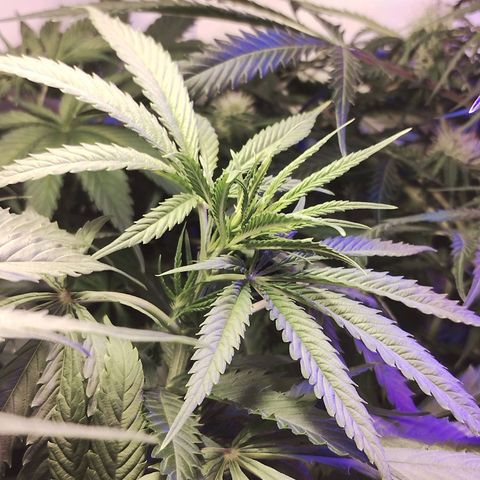 veneno  growlog photo: arriba luce bien