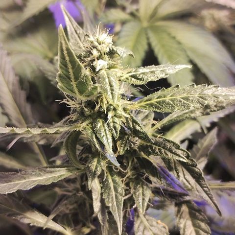 AutoBlueberry growlog photo: planta "chica"