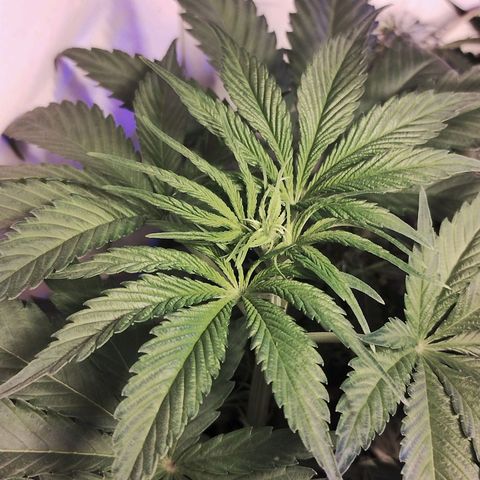 cripi growlog timeline photo