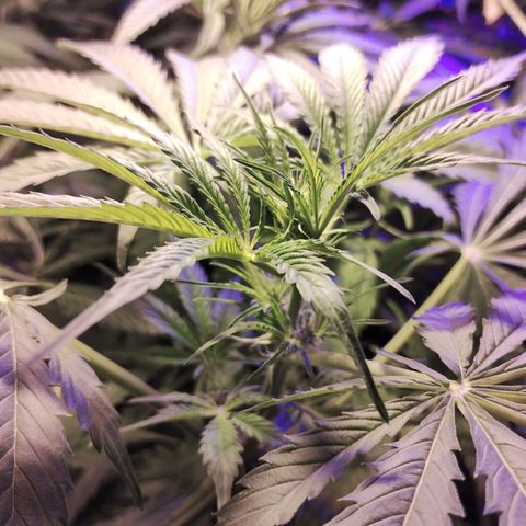critical bsf growlog timeline photo