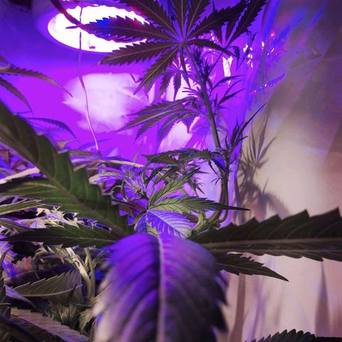critical bsf growlog timeline photo