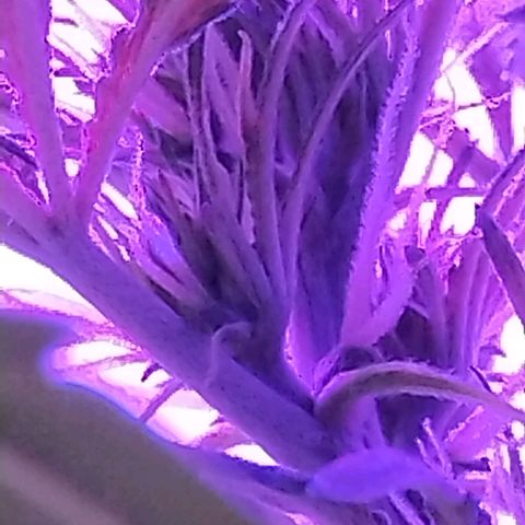 critical bsf growlog timeline photo