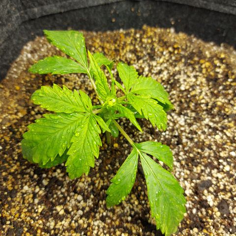 OB Geotextil growlog timeline photo