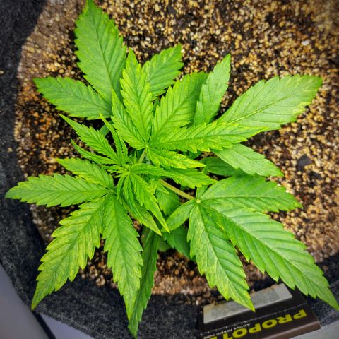 OB Geotextil growlog timeline photo