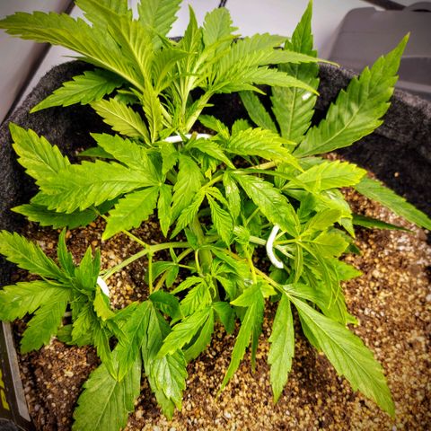 OB Geotextil growlog photo: LST. Le agregué dos nuevos alambres para ramas laterales.
