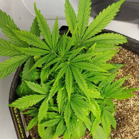 OB Geotextil growlog timeline photo