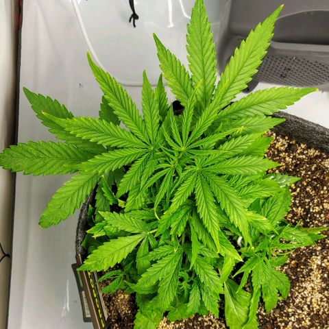 OB Geotextil growlog timeline photo