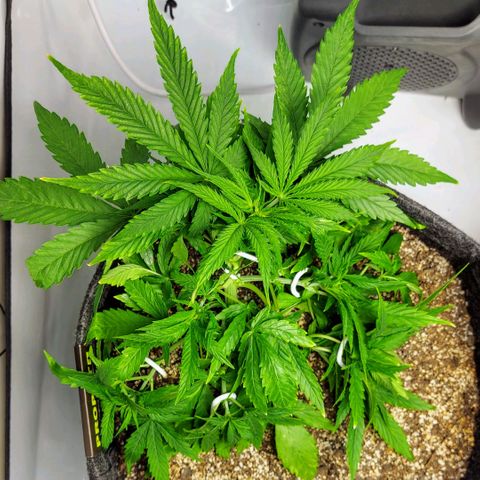 OB Geotextil growlog photo: Luego de un poco más de entrenamiento...!
