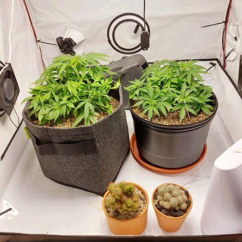 OB Geotextil growlog timeline photo
