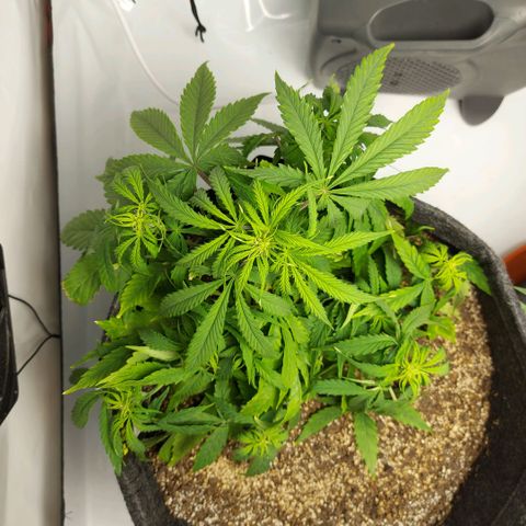 OB Geotextil growlog timeline photo